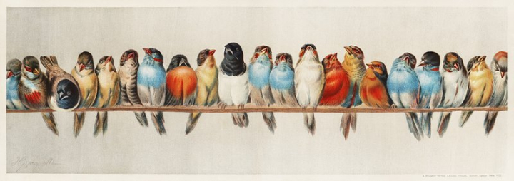 birds,vintage,art,animals,public domain art,bird feathers,public domain,illustration,watercolor,retro,vintage illustrations,poster,rawpixel