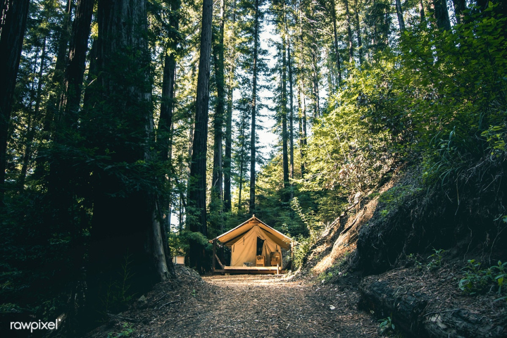 camping,adventure,attraction,big sur,bush,california,country,forest,free,green,journey,landscape,mountain,national park,nature,outdoors,photography,redwoords,tourism,travel,traveler,tree,united states,valley,wooden,woodland
