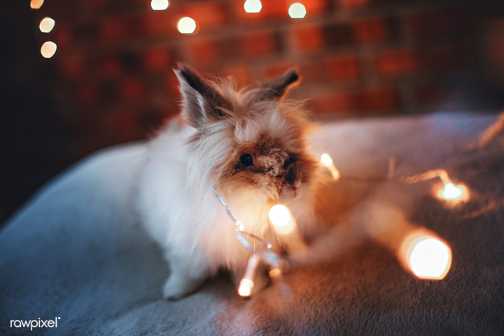 animal,breed,bright,bunny,christmas,christmas lights,cute,domestic rabbits,fluffy,furry,lights,lionhead,lionhead rabbit,one,pet,rabbit
