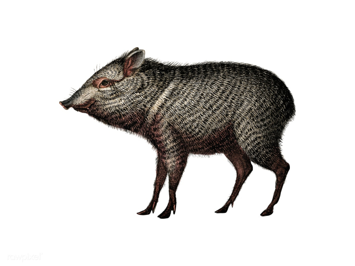 animal,antique,artwork,charles,charles dessalines d' orbigny,d' orbigny,dessalines,dictionnaire universel d'histoire naturelle,drawing,hand drawing,illustrated,illustration,isolated,isolated on white,old,orbigny,ornaments,pecari,peccary,pig,public domain,style,vector,vintage,white,white background,wildlife,zoo