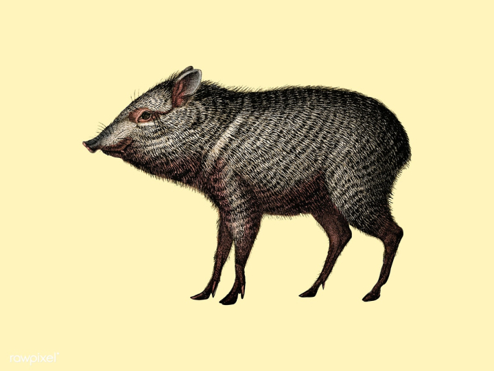 animal,antique,artwork,charles,charles dessalines d' orbigny,d' orbigny,dessalines,dictionnaire universel d'histoire naturelle,drawing,hand drawing,illustrated,illustration,isolated,old,orbigny,ornaments,pecari,peccary,pig,public domain,style,vector,vintage,wildlife,yellow,yellow background,zoo