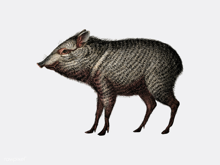 animal,antique,artwork,charles,charles dessalines d' orbigny,d' orbigny,dessalines,dictionnaire universel d'histoire naturelle,drawing,gray background,hand drawing,illustrated,illustration,isolated,old,orbigny,ornaments,pecari,peccary,pig,public domain,style,vector,vintage,white,wildlife,zoo