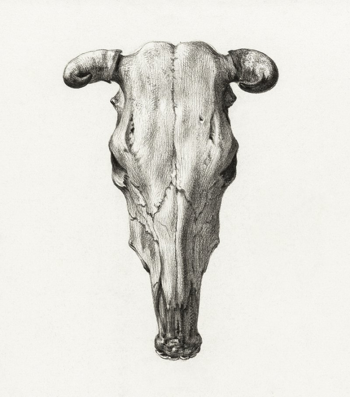 skull,cow,public domain art,vintage,public domain,animal,jean bernard,art,sketch,cow skull,drawing,animal skull,rawpixel