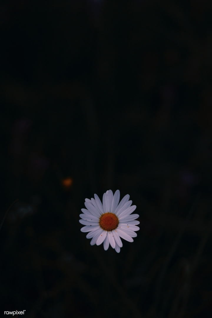 Daisy flowers on wooden background, summer chamomile flat lay