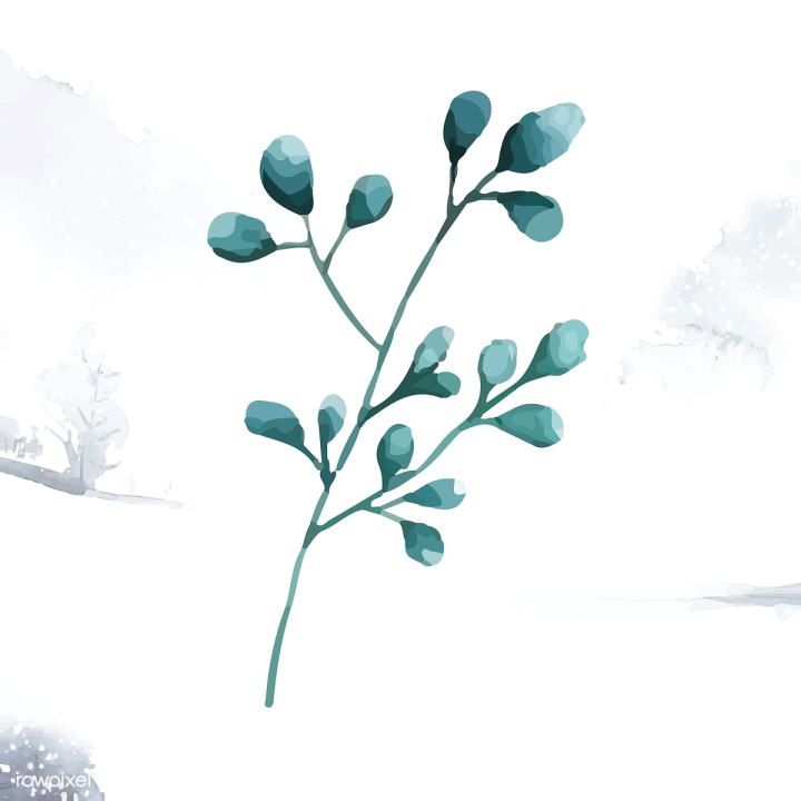 art,artwork,branch,cartoon,decorate,decoration,design,drawing,element,eucalyptus,graphic,green,hand drawn,illustrated,illustration,leaf,natural,nature,painted,painting,plant,printed,silver dollar eucalyptus,silver dollar leaves,sketch,snow,snowing,vector,watercolor,watercolor painting,watercolor technique,winter