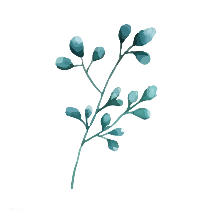 art,artwork,branch,cartoon,decorate,decoration,design,drawing,element,eucalyptus,graphic,green,hand drawn,illustrated,illustration,isolated on white,leaf,natural,nature,painted,painting,plant,printed,silver dollar eucalyptus,silver dollar leaves,sketch,vector,watercolor,watercolor painting,watercolor technique,white,white background