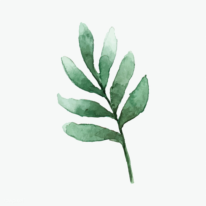 art,artwork,background,botanical,botany,branch,cartoon,decorate,decoration,design,drawing,element,eucalyptus,faux seeded eucalyptus,fresh,freshness,garden,graphic,green,hand drawn,illustrated,illustration,isolated,leaf,leaves,natural,nature,painted,painting,plant,printed,seeded eucalyptus,sketch,stem,texture,tree,vector,watercolor,watercolor painting,watercolor technique,white background