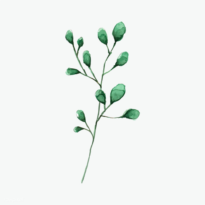 art,artwork,branch,cartoon,decorate,decoration,design,drawing,element,eucalyptus,graphic,green,hand drawn,illustrated,illustration,isolated on white,leaf,natural,nature,painted,painting,plant,printed,silver dollar eucalyptus,silver dollar leaves,sketch,vector,watercolor,watercolor painting,watercolor technique,white,white background