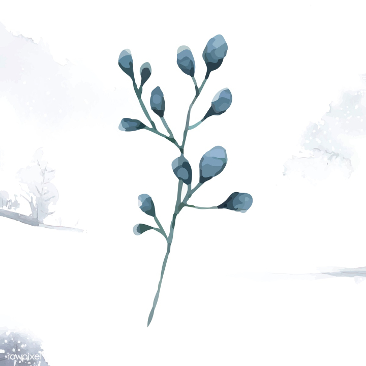 illustration,art,artwork,branch,cartoon,decorate,decoration,design,drawing,element,eucalyptus,free,graphic,green,hand drawn,illustrated,leaf,natural,nature,painted,painting,plant,printed,silver dollar eucalyptus,silver dollar leaves,sketch,snow,snowing,vector,watercolor,watercolor painting,watercolor technique,winter