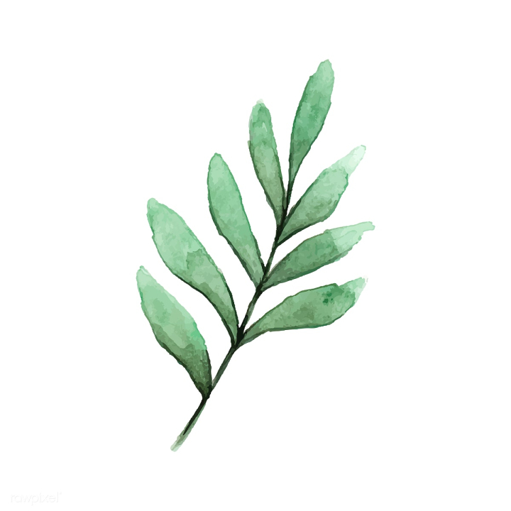 art,artwork,background,botanical,botany,branch,cartoon,color,decorate,decoration,design,drawing,element,eucalyptus,faux seeded eucalyptus,fresh,freshness,garden,graphic,green,hand drawn,illustrated,illustration,isolated,isolated on white,leaf,leaves,natural,nature,painted,painting,plant,printed,seeded eucalyptus,sketch,stem,texture,tree,vector,watercolor,watercolor painting,watercolor technique,white background