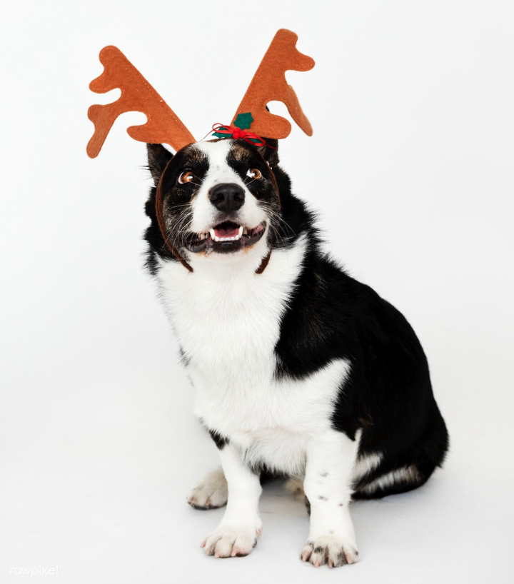 Happy Cardigan Welsh Corgi wearing antlers Free stock photo