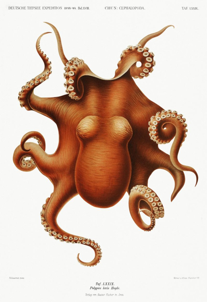 octopus,shells,vintage poster,poster,carl chun,tentacle,nautical,science,ocean,sea,orange,octopus illustration,rawpixel