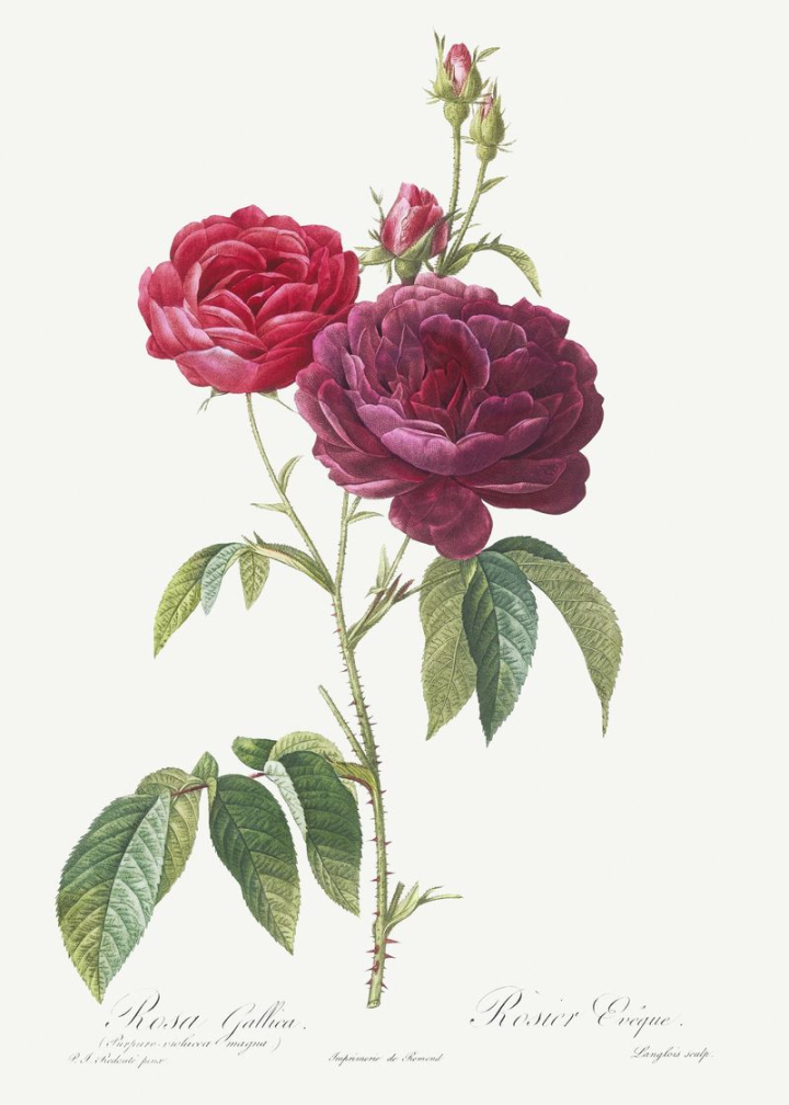 rose,rose drawing,redoute,flower,vintage flowers,botanical,botanical flower,rosa,vintage rose,rose illustration,vintage illustrations,pierre joseph redoute,rawpixel