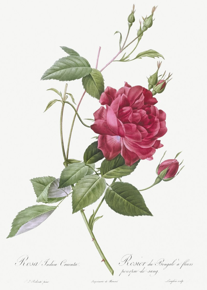 roses,redoute,flower,red rose,botanical,vintage rose,pierre joseph redoute,redoute rose,pink rose,rose botanical,vintage flowers,botanical flower,rawpixel