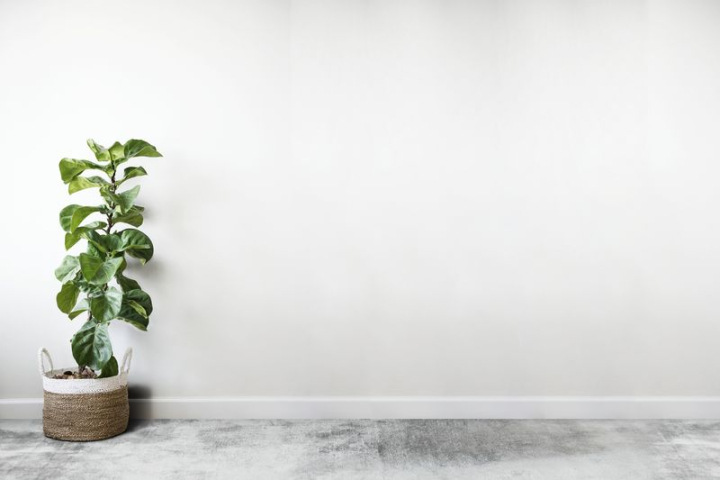 plant zoom background,living room,wall,room,interior,wall mockup,empty room,zoom backgrounds,home,floor,room background,living room mock up,rawpixel