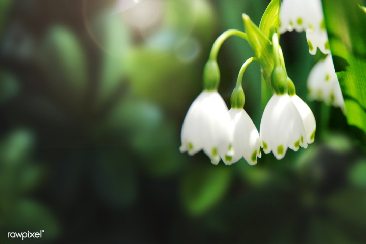 background,beautiful,bell shape,bloom,blooming,blossom,closeup,copy space,cultivation,decoration,decorative,design space,evergreen,field,flora,floral,flower,flowers,foliage,free,fresh,garden,green,green leaf,leaf,macro,macro shot,natural,nature,park,pattern,plant,snow drop,snow drop flower,snowdrops,spring,summer,tropical,wallpaper,white