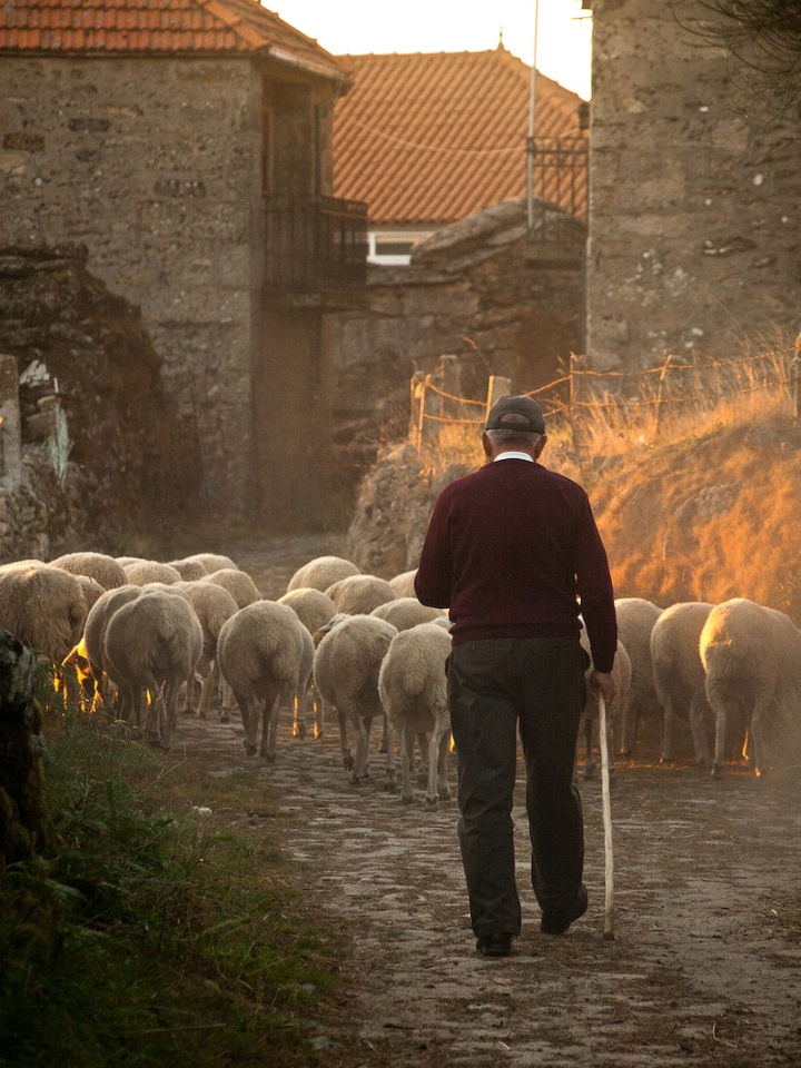 free man,old man,sheep,walking man,farmer,old photo,herd,walking animals,old village,sunset villageç,public domain,public domain sheep,rawpixel