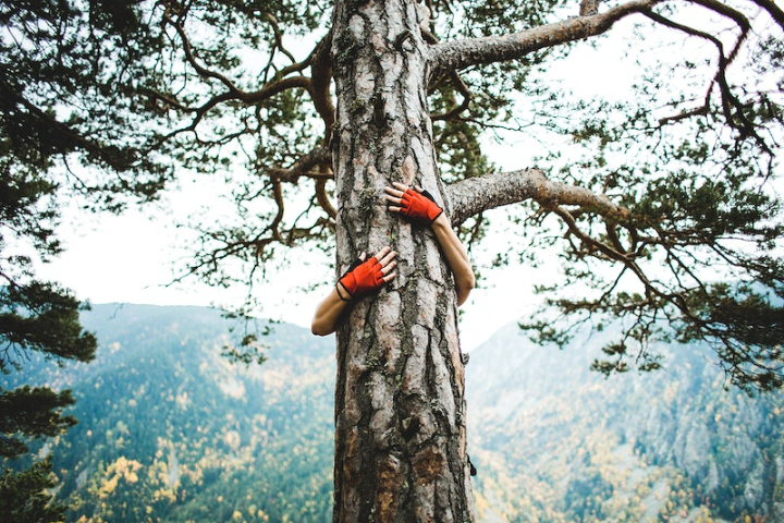 hugging tree,tree hug,climbing,tree climbing,tree hugging,nature human,human hug,photography,climb tree,nature photos,free hug,person photo,rawpixel