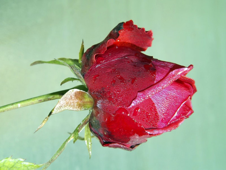 flower,red flowers,rose,rose flower,love,rose public domain,red rose,free flower photo,macro blossom,valentines day public domain,public domain,free ppublic domain,rawpixel