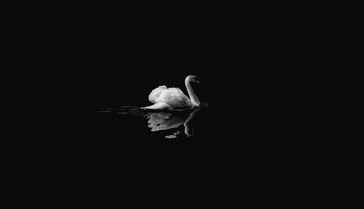 black and white,black,swan,bird,photography,black swan,animal,black and white photography,animals black and white,black background,animal photos,black water,rawpixel