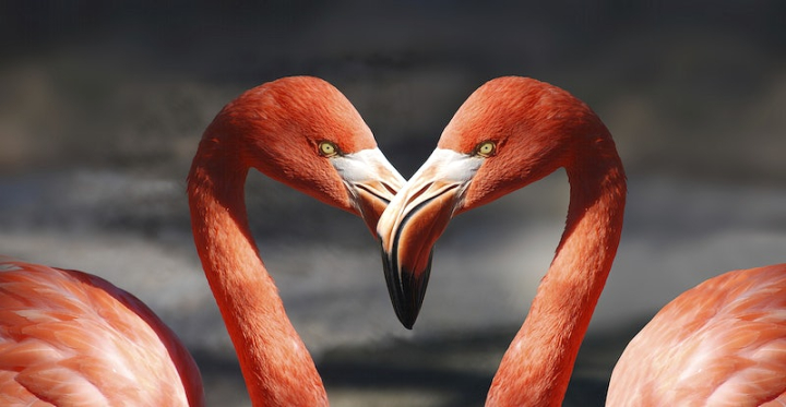 heart,animal,flamingo,bird,birds,tropical,public domain,hearts public domain,pink flamingos,birds public domain,tropical birds,flamingo water,rawpixel