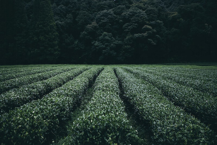 tea,field,tea leaves,nature,tea field,green leaves,green,green tea,agriculture fields,tea plant,free,field agricultural,rawpixel