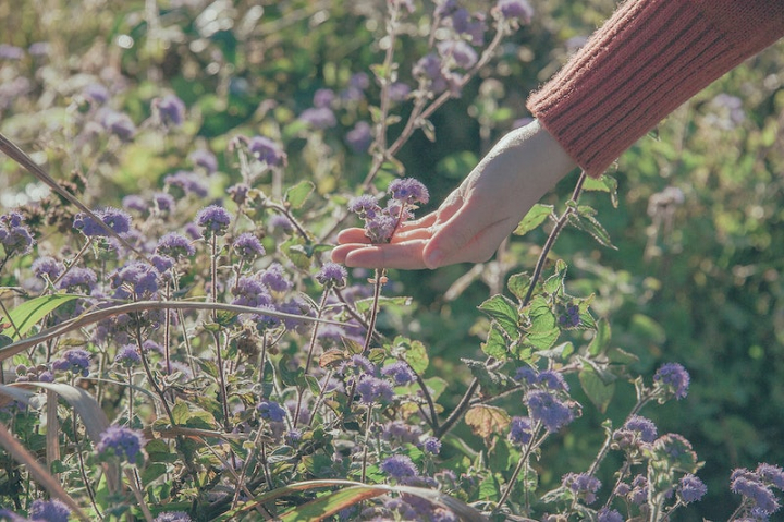 woman nature,free woman,flower,girl,spring,people nature,hands flower,girl flowers,woman,touch flower,hand holding flower,blossom,rawpixel
