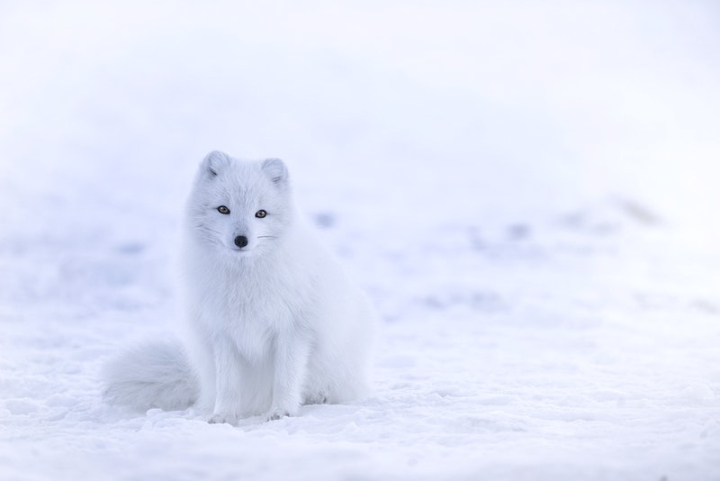 arctic fox,photography,fox background,fox snow,winter,white fox,fox,animal,white background,public domain,winter animals,animal ecosystems nature,rawpixel
