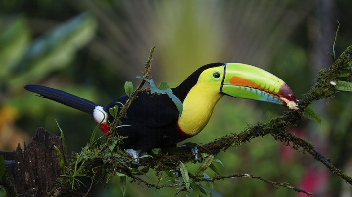 public domain toucan,toucan,toucan photo,toucan picture,insects public domain,free image,wildlife,insect,animal photos,animal,cc0,creative commons,rawpixel