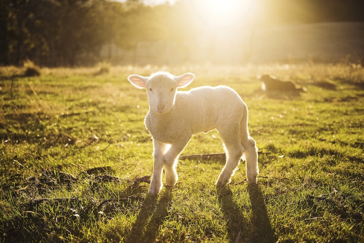 lamb,sheep,farm animals,baby animal,farm,baby animal photos,field,grassland,morning light,livestock,sheep farming,sunrise,rawpixel