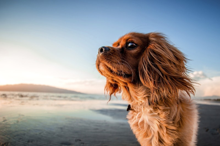 dog,dog beach,beach,puppy,cavalier king charles spaniel,cute dogs,cute,public domain photography,beach background,animal,dog photo,travel,rawpixel