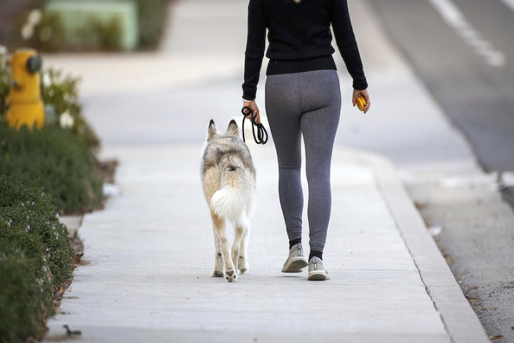 walking dog,people pet,dog owner,pet owner,dog training,dog,street,dog woman,husky,yoga pants,dog street,walking woman,rawpixel