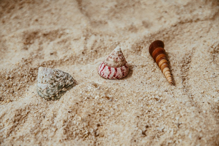 shell,beach,sand,sand beach,animal photos,beach photo,public domain,animal,cc0,creative commons,creative commons 0,free,rawpixel