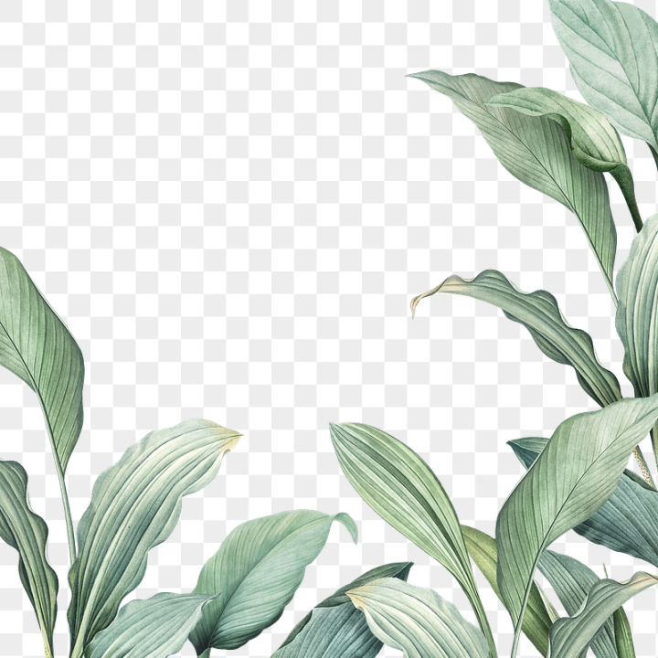 tropical,tropical leaf,leaf png,jungle,green leaves,leaves,plant png,greenery,foliage,leaf frames,greenery png,jungle frame,png,rawpixel