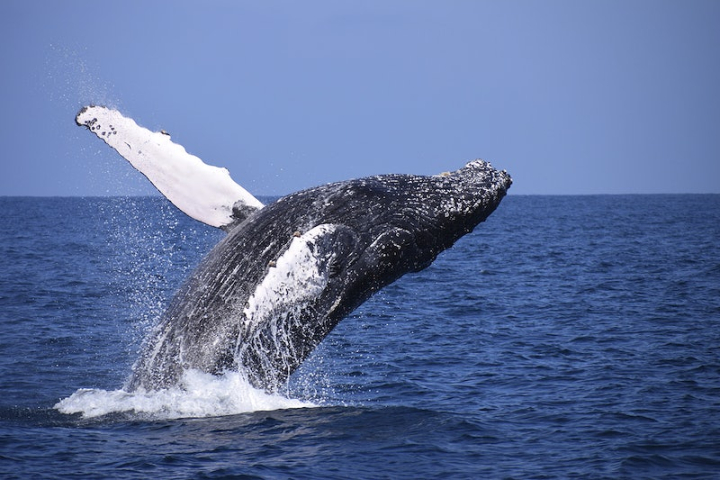 humpback whale,whale,ocean,sea,whales public domain,animal,sea animals,whale splash,jumping whale,ocean life,public domain images large,free public domain cc0 photo,rawpixel