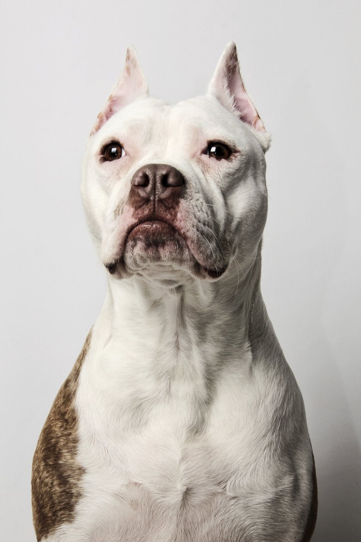 dog,dog portrait,portrait,animal,public domain dog,american pit bull terrier,free,bull dog,animal portrait,public domain,dog photo,pet portrait,rawpixel