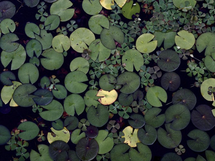lily pad,pond,tropical leaf,green leaves,water lily,green,botanical,plant,tropical,lily pond,nature photos,tropical plants,rawpixel
