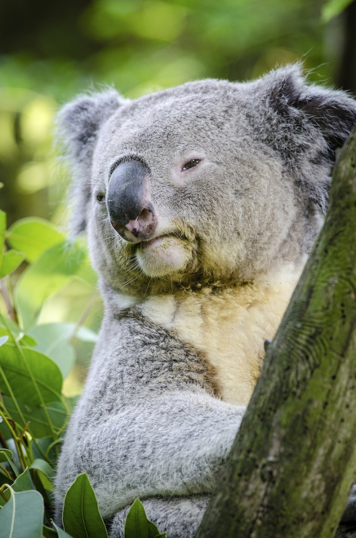 australia,koala bear,animal,public domain australia,koala,australian,australia animal photo,animal photos,nature australia,cc0,cc0 bear,public domain koala,rawpixel