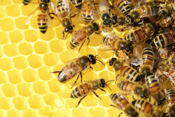 honey bee,bee,bee hive honey,bee hive honeycomb,bee swarm,beehive,honeycomb,honey,hive,bee hive,beehive honeycomb,insect,rawpixel