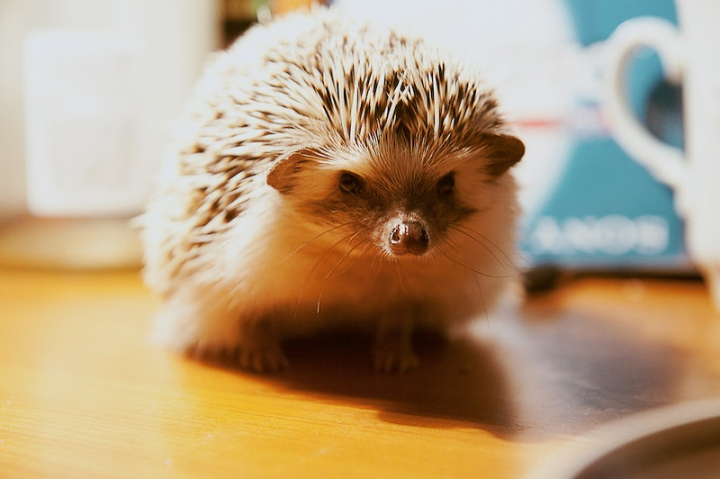 hedgehog,porcupine,cute animals,table,hedgehog public domain,pets public domain,cute backgrounds free,public domain cute,common hedgehog,table free,rawpixel