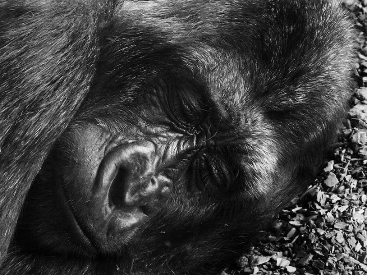animal up close,gorilla,public domain,wildlife,animal closeup,sleeping animal dog,animal,ape,background,cc0,close up,creative commons,rawpixel