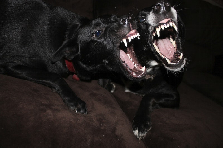 dog barking,mouth,angry dog,bark dog,dog,angry,funny,funny lips,funny dog,aggressive dog,scary public domain,scary,rawpixel
