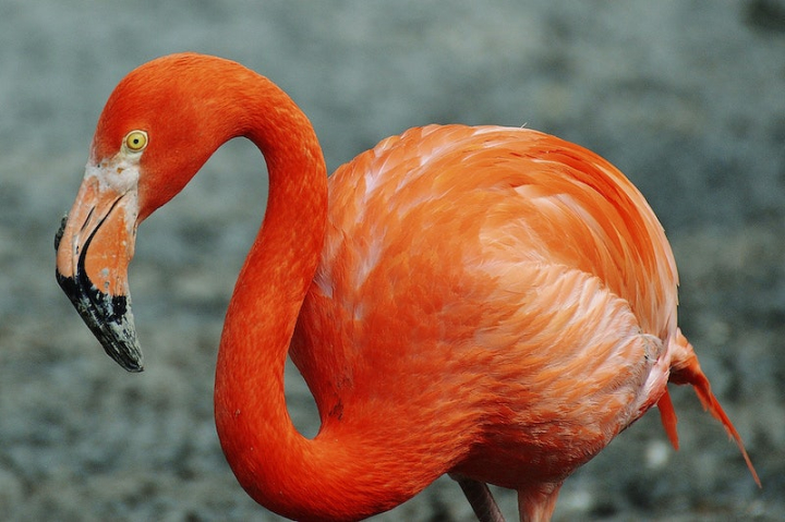flamingo,public domain,flamingo feathers,animal,public domain flamingo,public domain flamingo creative commons,pink flamingo birds,creative commons 0 bird,background,birds public domain,bird,cc0,rawpixel