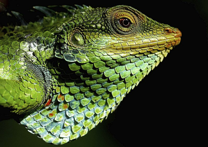 iguana,lizard,reptile,ecosystem,public domain,photography,public domain photography,wildlife photography,free,iguana photo,wildlife,free image,rawpixel