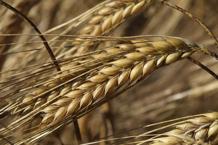barley,wheat,nature,harvest,wheat field,barley field,barley images,wheat field public domain,summer photos,agriculture photos,cereal,nature photos,rawpixel