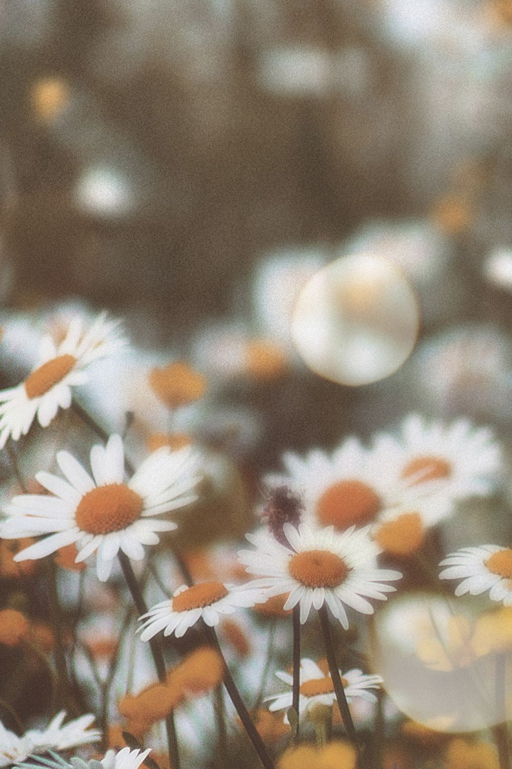 Free: Aesthetic flowers background, floral design | Free Photo - rawpixel -  