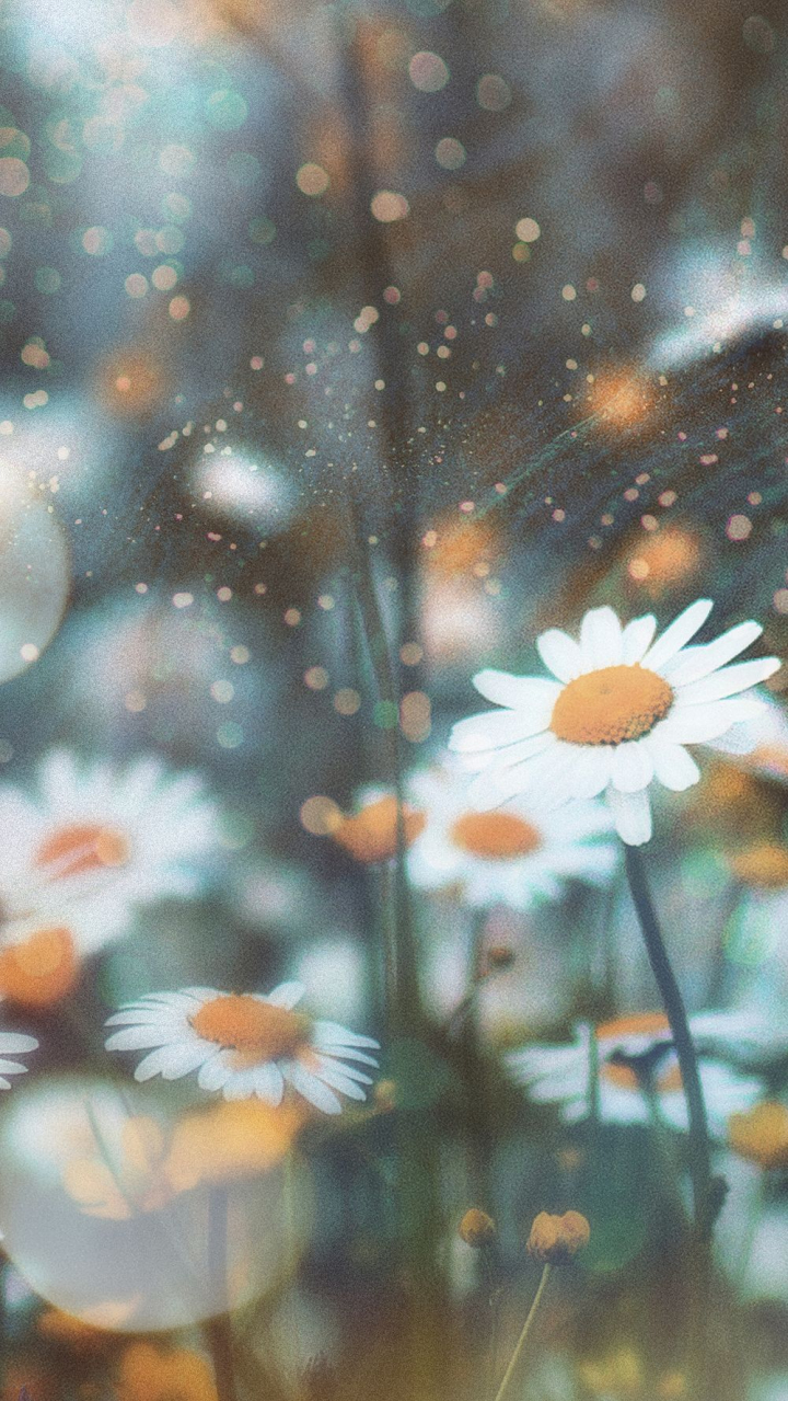 cute wallpapers of flowers for mobile