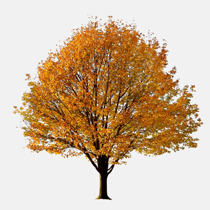 white background,tree,plant,nature,botanical,autumn,fall,natural,design,graphic,printable,design resource,rawpixel