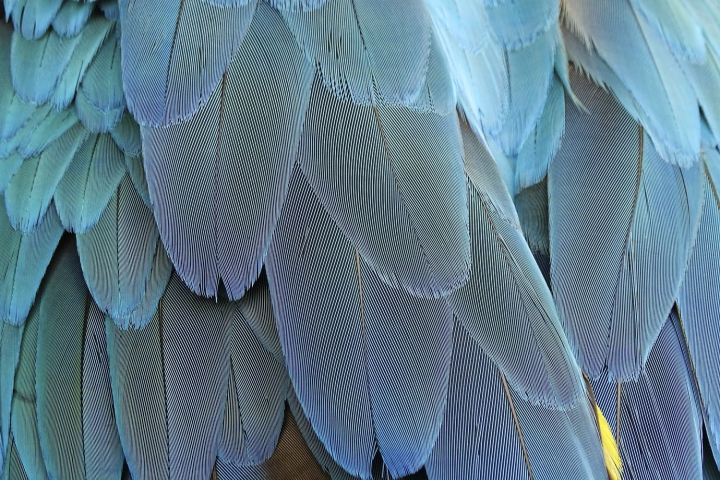 Feathers background of the bird wing Texture of blue and green feathers  parrot plumage, Stock image