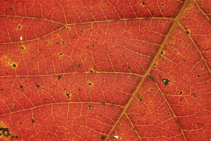 Free: Foliage texture, autumn leaf background, | Free Photo - rawpixel ...